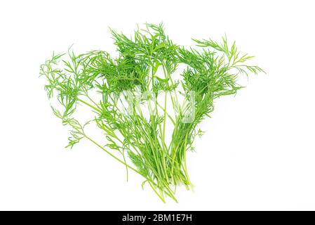 Fresh raw green dill isolated on white background Stock Photo
