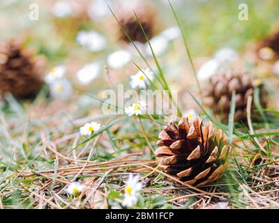 Several Pine or fur cones fallen on the ground in the forest with daisy flowers in a summer day. Clearing in the woods with Forest gifts - chamomile and cones. Summer decoration nature background. Stock Photo