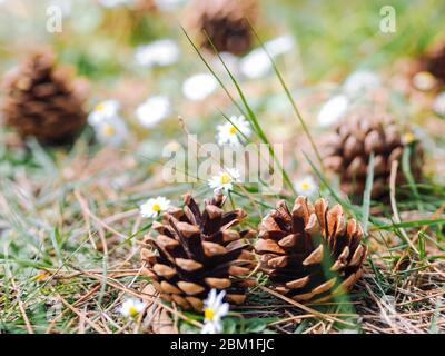 Several Pine or fur cones fallen on the ground in the forest with daisy flowers in a summer day. Clearing in the woods with Forest gifts - chamomile and cones. Summer decoration nature background. Stock Photo