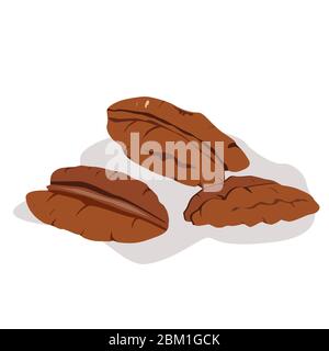 Pecan nuts kernel isolated on white background Stock Vector