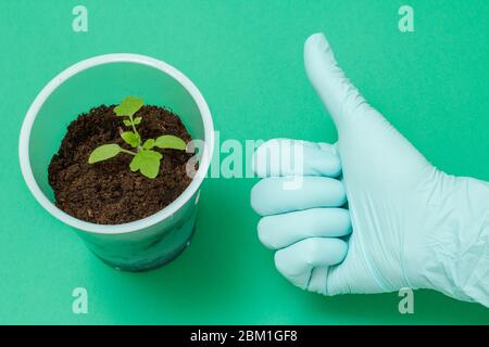 Close-up a plastic can with young tomato seedling in soil and a woman's hand in a rubber glove with a thumb up. Top view. Cultivation of vegetables. Stock Photo