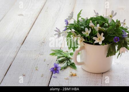 Wood anemones in a rustic cup on a white wooden table with a copy space Stock Photo