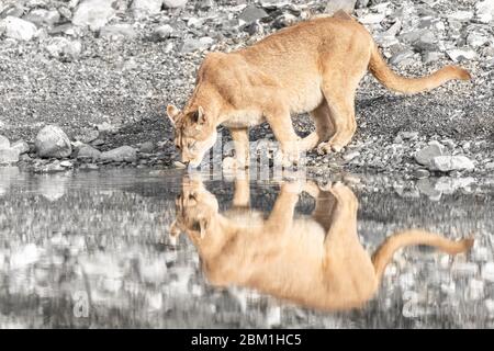 Single adult female puma in bright sunlight drinking from a lake with her reflection in the water.  Also known as a cougar or mountain lion. Stock Photo