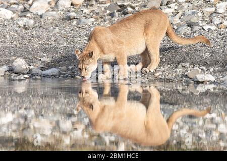 Single adult female puma in bright sunlight drinking from a lake with her reflection in the water.  Also known as a cougar or mountain lion. Stock Photo