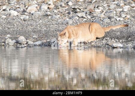 Single adult female puma in bright sunlight drinking from a lake with her reflection in the water.  Also known as a cougar or mountain lion. Stock Photo