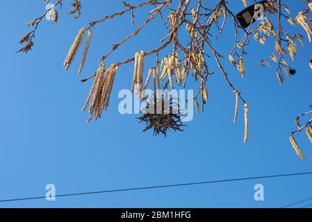 Corylus colurna tree in bloom Stock Photo