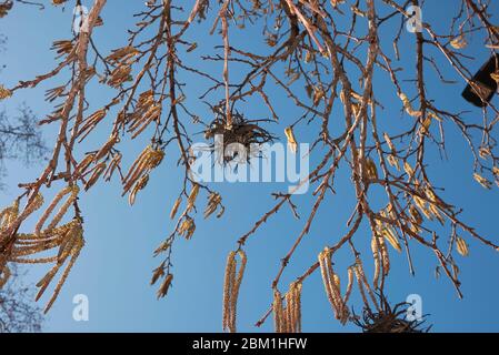 Corylus colurna tree in bloom Stock Photo