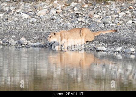 Single adult female puma in bright sunlight drinking from a lake with her reflection in the water.  Also known as a cougar or mountain lion. Stock Photo