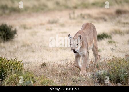 Single adult female puma in bright sunlight walking through the grass.  Also known as a cougar or mountain lion. Stock Photo