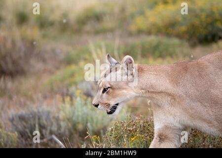 Single adult female puma in bright sunlight walking through the grass.  Also known as a cougar or mountain lion. Stock Photo