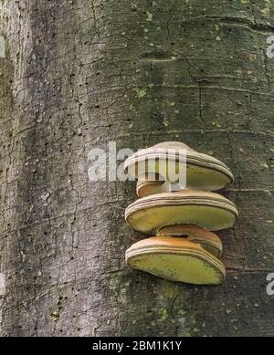 Ganoderma pfeifferi the Beeswax Bracket fungus growing on dead beech trunk in Somerset UK Stock Photo