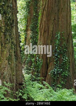 Grove of Giant Redwood or Sequoia trees Sequoiadendron giganteum planted in English woodland at Ashton Plantation in Somerset UK Stock Photo