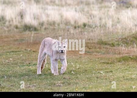 Single juvenile puma walking through the grass.  Also known as a cougar or mountain lion. Stock Photo