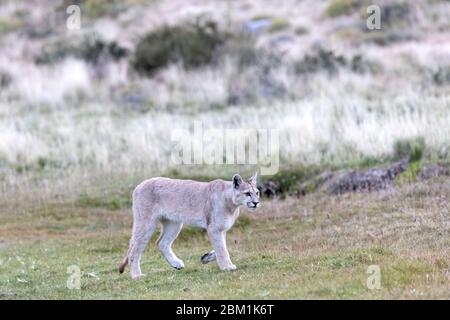 Single juvenile puma walking through the grass.  Also known as a cougar or mountain lion. Stock Photo