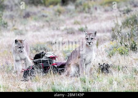 Two juvenile Pumas from the same family inspecting a photographers equipment left on a hillside.  Also known as Cougars or Mountain Lions Stock Photo