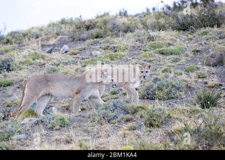 Two juvenile Pumas from the same family stalking on a hillside.  Also known as Cougars or Mountain Lions Stock Photo