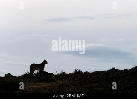 Solitary Puma silhouetted against the sky, stranding on a hill side.  Also called cougar or mountain lion. Stock Photo