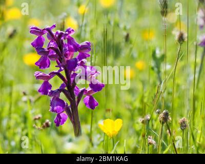 Green-winged orchid Orchis morio in a wildflower meadow at Ashton Court near Bristol UK Stock Photo