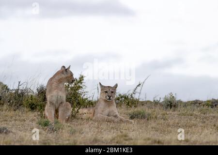 Two juvenile Pumas from the same family sitting on a hillside.  Also known as Cougars or Mountain Lions Stock Photo
