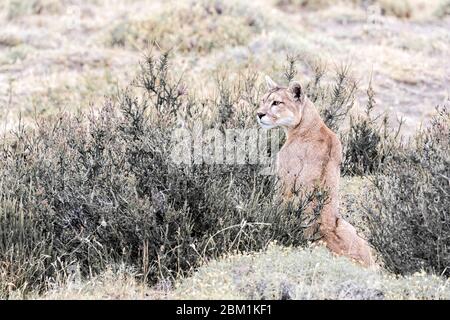 Single adult female puma sits on the grass waiting to start hunting.  Also known as a cougar or mountain lion. Stock Photo