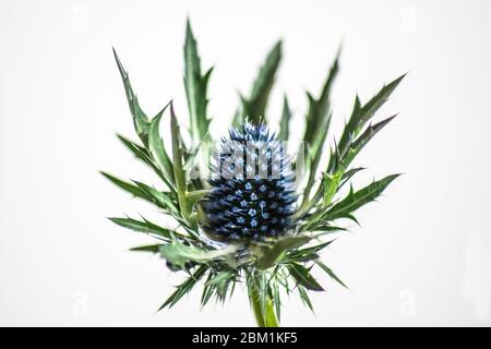 Close up sea holly against white back ground Stock Photo