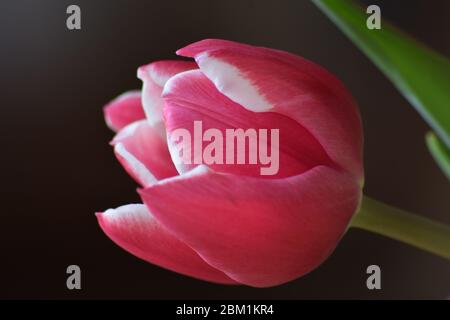 Voluptuous pink and white tulip with green foliage against a black background Stock Photo