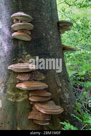 Ganoderma pfeifferi the Beeswax Bracket fungus growing on dead beech trunk in Somerset UK Stock Photo