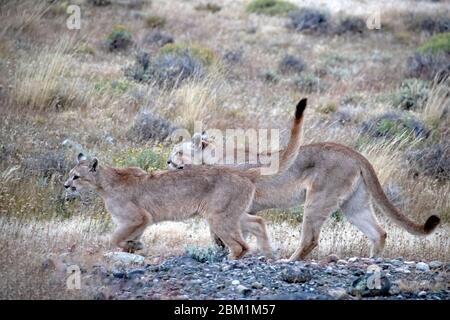 Two juvenile Pumas from the same family playing on a hillside.  Also known as Cougars or Mountain Lions Stock Photo