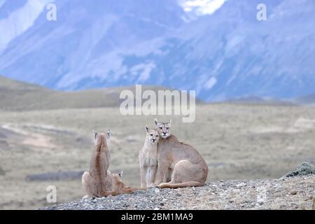 Multiple Pumas from the same family sitting on the hillside in front othe the three towers of the Torres del Paine mountain range. Stock Photo