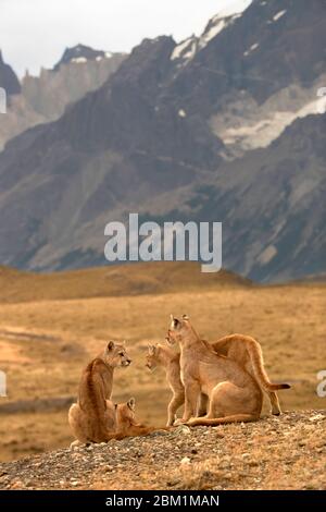 Multiple Pumas from the same family sitting on the hillside in front othe the three towers of the Torres del Paine mountain range. Stock Photo