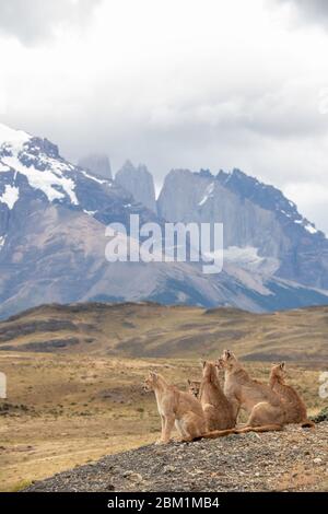 Multiple Pumas from the same family sitting on the hillside in front othe the three towers of the Torres del Paine mountain range. Stock Photo