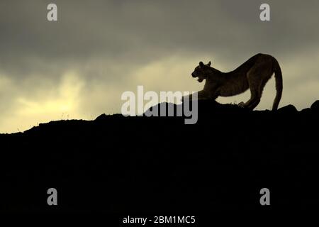 Solitary Puma silhouetted against the sky, stretching on a hill side.  Also called cougar or mountain lion. Stock Photo