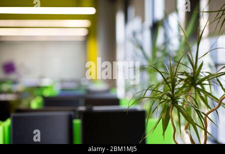 Young green plant in modern office for workers Stock Photo