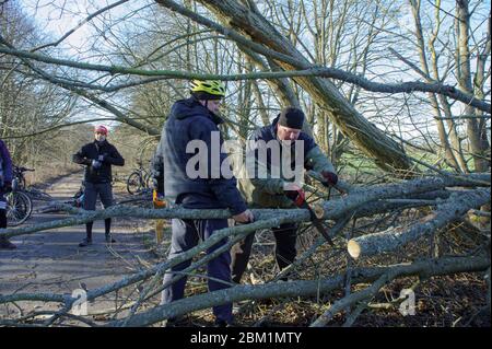sawing down trees, clearing roads after a hurricane, Russia, Kaliningrad region, Kaliningrad, March 15, 2020 Stock Photo