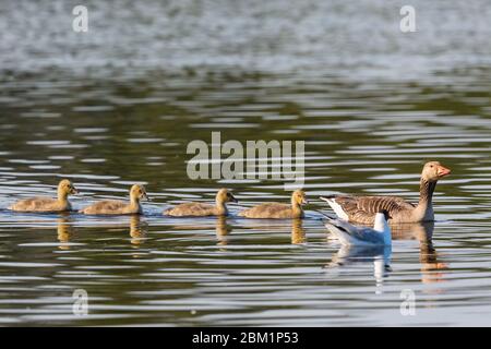 Greylag goose with her gosling swimming in a lake Stock Photo