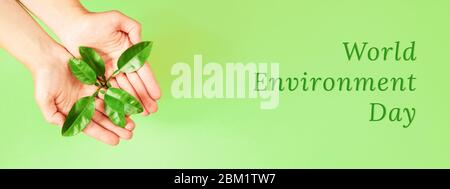 Female's hands holding green plant on green background. Ecology concept. Bnnaer for website with place for text. Stock Photo