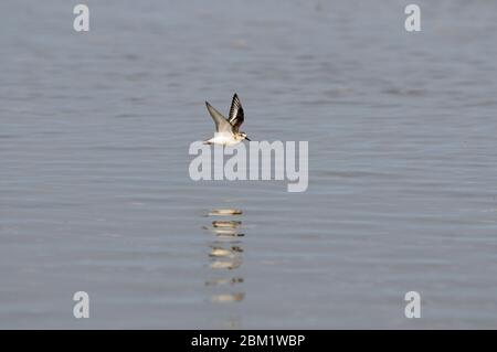 Sanderling in flight, Norfolk, September Stock Photo - Alamy
