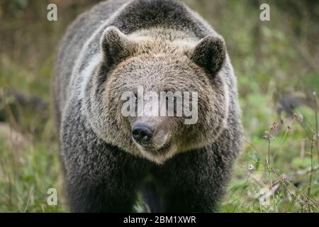 wild brown bear portrait  forest close up Stock Photo