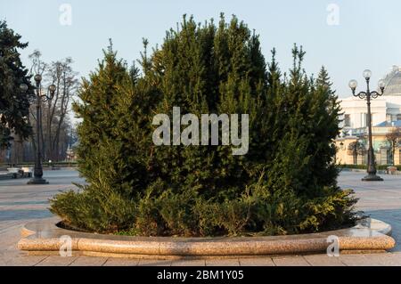 Separately growing conifer in the park. Large coniferous bush in the alley. Conifer in the park. Stock Photo