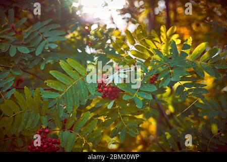 Moody dark art photo of Rowan on dark green background, sunlight Stock Photo