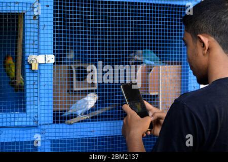 May 6, 2020, Blangpidie, Aceh, Indonesia: A man takes photos of lovebirds in a cage..Lovebirds, small birds that are one of the nine species of the Genus Agapornis species caged. Lack of proper laws on animals, makes many markets sell and buy animals freely in Indonesia including rare animals that are smuggled abroad. (Credit Image: © Mimi Saputra/SOPA Images via ZUMA Wire) Stock Photo