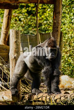 silverback-gorilla-at-paignton