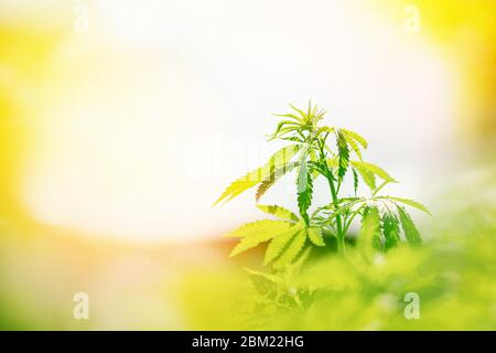 Marijuana leaves close up, cannabis background. Glare of light, herb on farm Stock Photo