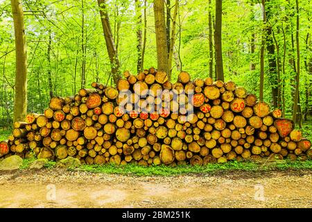 The tree trunks were all stacked so accurately ... that caught the eye. Stock Photo