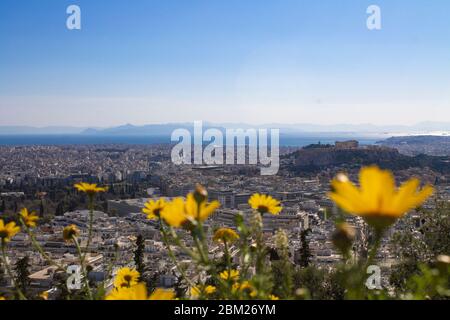 View of Acropolis Parthenon temple trough yellow flowers from the top in Athens, Greece