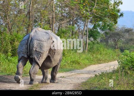 One horned rhinoceros Stock Photo