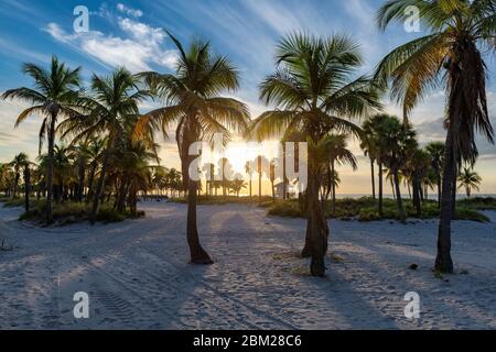 Palm trees on Miami Beach at sunrise Stock Photo