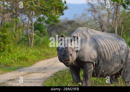 One horned rhinoceros Stock Photo