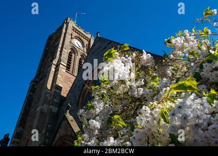 North Berwick, East Lothian, Scotland, United Kingdom. 6th May, 2020. UK Weather: the warmest sunniest day of the year so far in the seaside town. Pretty Spring blossom lit up by the sunshine at St Andrew Blackadder Church Stock Photo