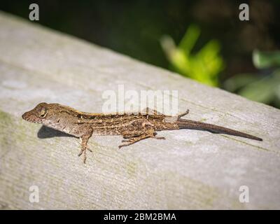 Animal in nature Stock Photo